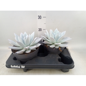 Echeveria  'Mexican Giant'