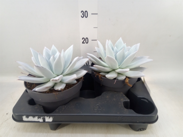 <h4>Echeveria  'Mexican Giant'</h4>