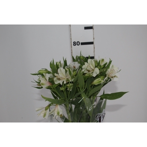 ALSTROEMERIA PRESTIGE 080 CM BRANCO