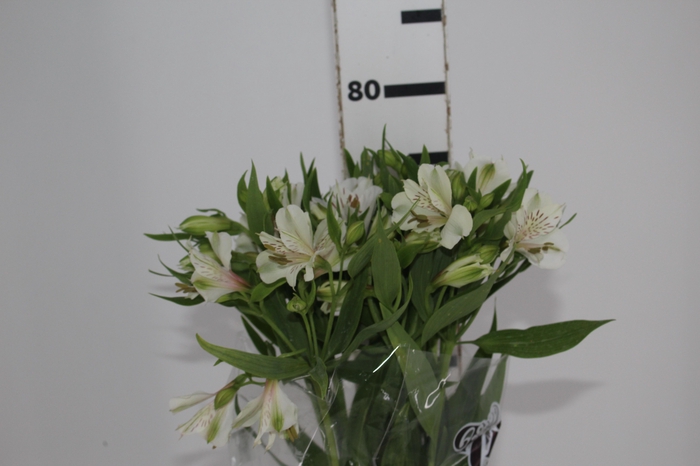 <h4>ALSTROEMERIA PRESTIGE 080 CM BRANCO</h4>