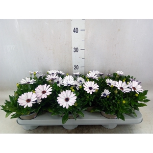 Osteospermum  'Margarita White'