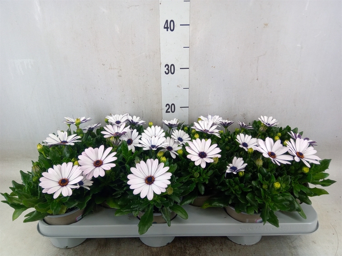 <h4>Osteospermum  'Margarita White'</h4>