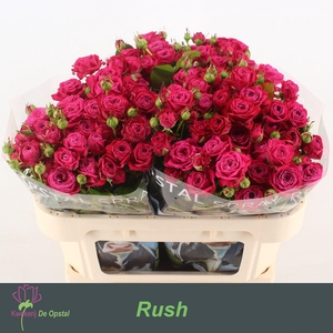 R TR RUSH