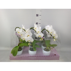 Phalaenopsis   ...white