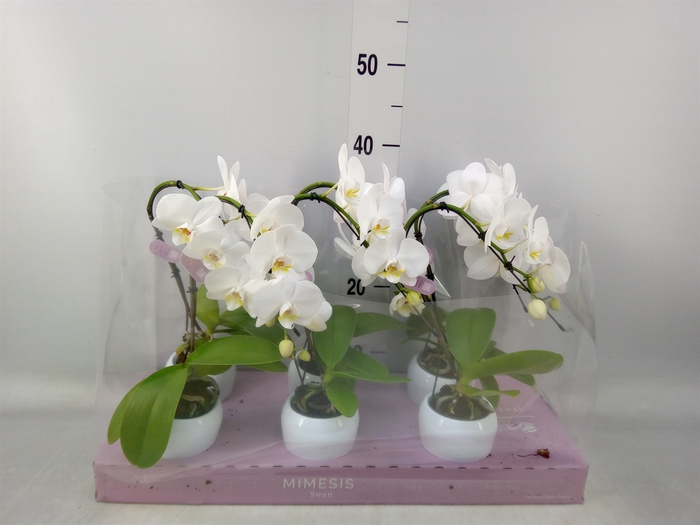<h4>Phalaenopsis   ...white</h4>