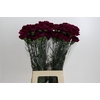 Dianthus St Purple Damascus