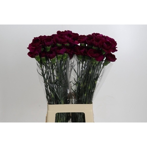 Dianthus St Purple Damascus