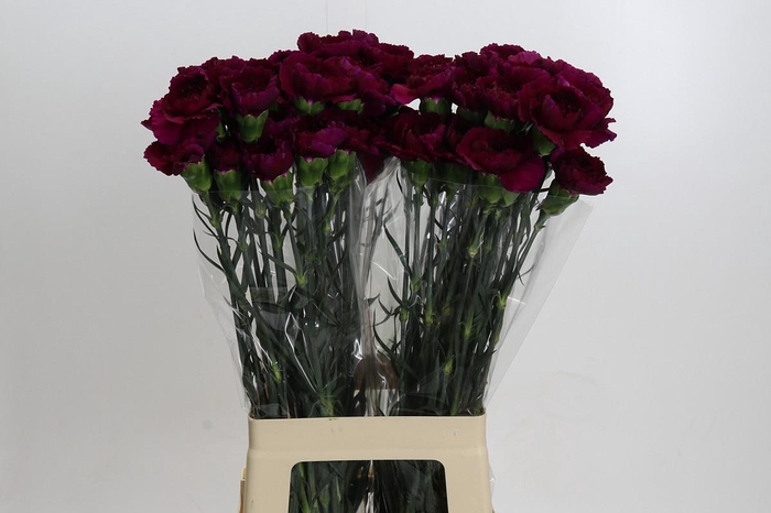 Dianthus St Purple Damascus