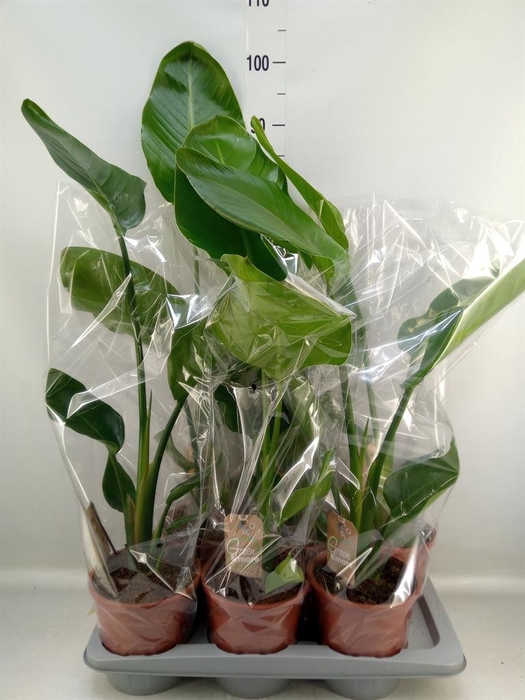 <h4>Strelitzia nicolai</h4>