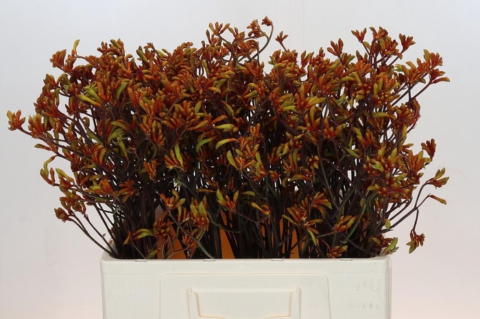 <h4>Anigozanthos Bush Sunset</h4>