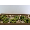 Wr Sierfruit Lilac De Chine 20cm