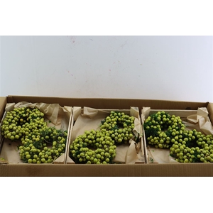 Wr Sierfruit Lilac De Chine 20cm