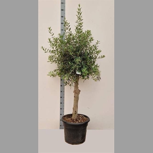 OLEA EUROPAEA