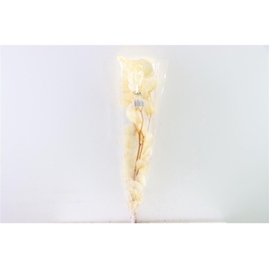 Pres Euca Populus Bleached Bunch