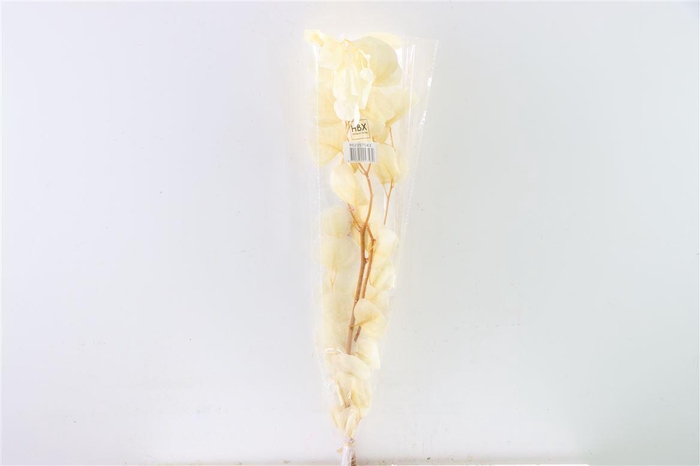 <h4>Pres Euca Populus Bleached Bunch</h4>