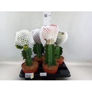 Euphorbia lactea