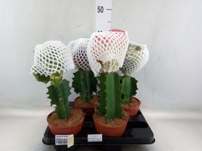 <h4>Euphorbia lactea</h4>