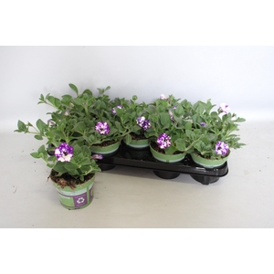 Petunia NightSky