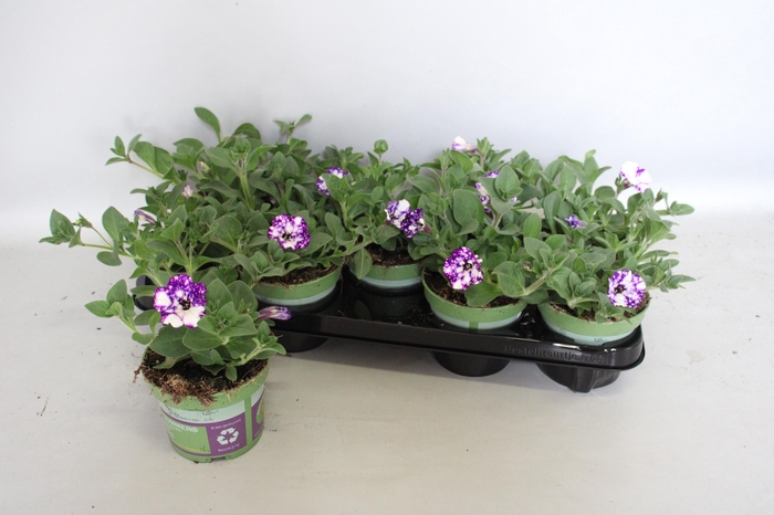 <h4>Petunia NightSky</h4>