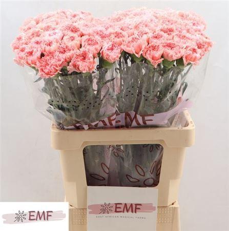 <h4>Di St Big One</h4>