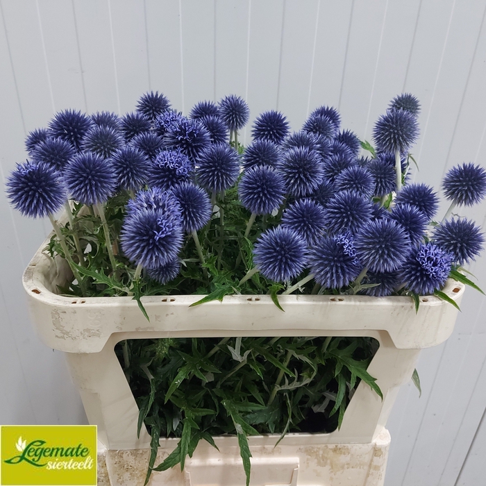 <h4>ECHIN RI VEITCH BLUE</h4>