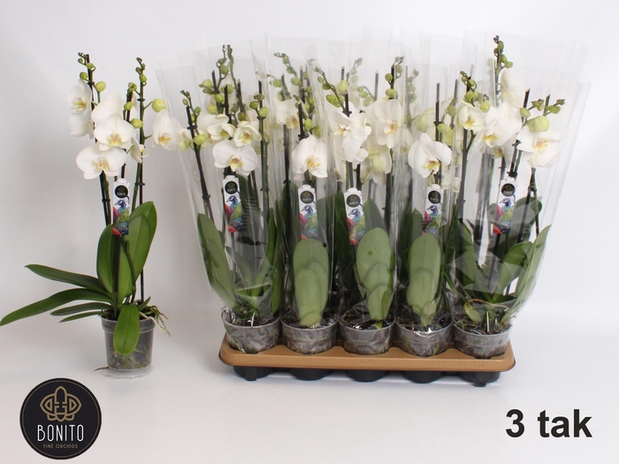 <h4>PHAL AN NOTTINGHAM</h4>