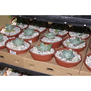 AGAVE PARRYI C18