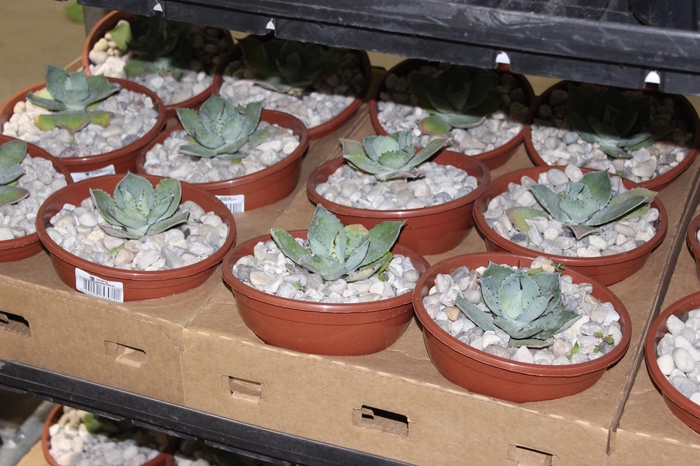 <h4>AGAVE PARRYI C18</h4>
