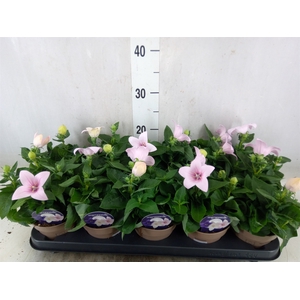 Platycodon grand. 'Astra Pink'