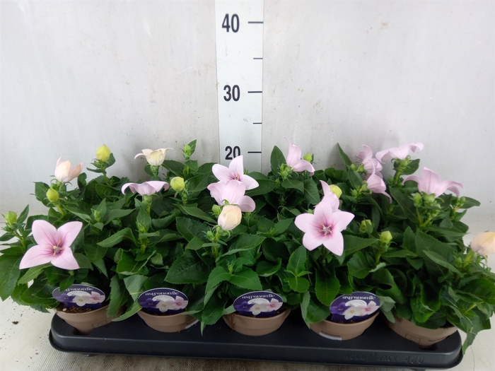 <h4>Platycodon grand. 'Astra Pink'</h4>