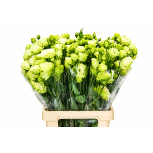 Eustoma Du Celeb Green