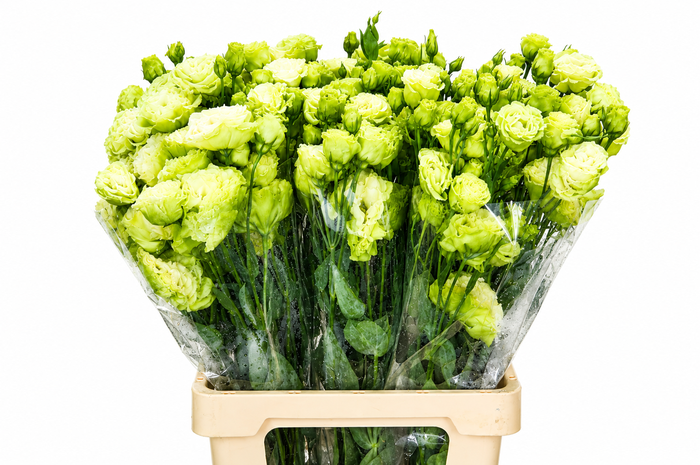<h4>Eustoma Du Celeb Green</h4>