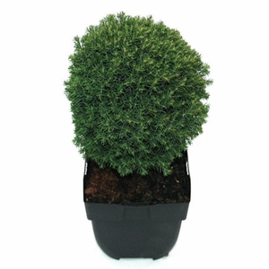 Thuja occidentalis 'Teddy' P17