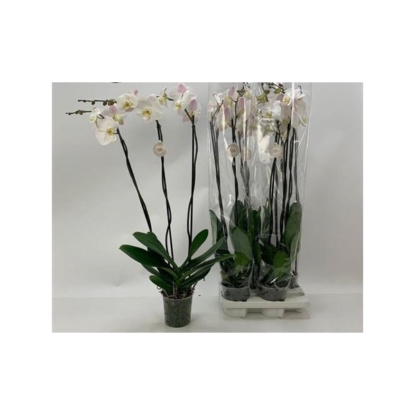 <h4>Phal Ov Wit 3 Branches 20+</h4>