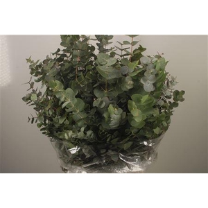 Euc Cinerea Per Bunch 300 Gram S U P E R