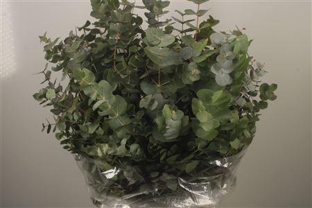 <h4>Euc Cinerea Per Bunch 300 Gram S U P E R</h4>