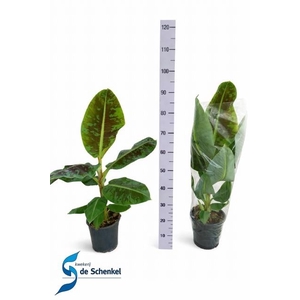 MUSA DWARF CAVENDISH