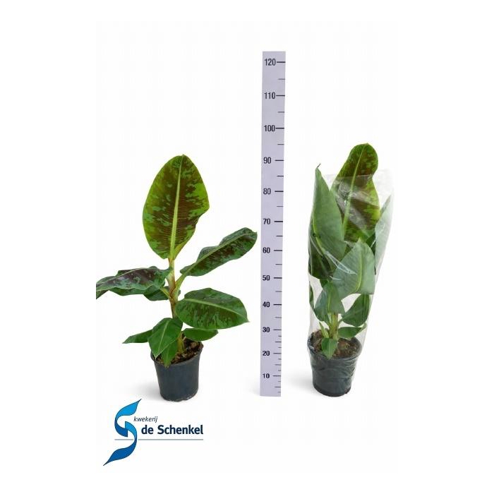 <h4>MUSA DWARF CAVENDISH</h4>