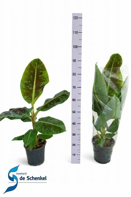 <h4>MUSA DWARF CAVENDISH</h4>