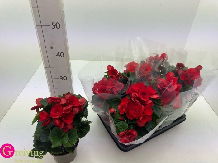 <h4>BEG DU BALADIN</h4>