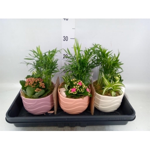 Arr. Planten L%