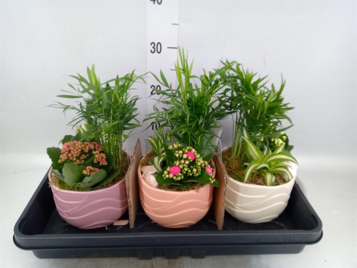 <h4>Arr.    Planten  L%</h4>