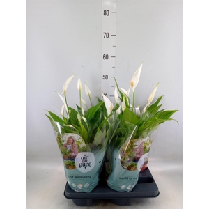 Spathiphyllum  'Pearl Cupido'