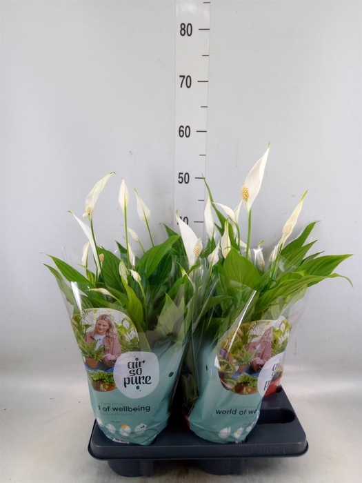 <h4>Spathiphyllum  'Pearl Cupido'</h4>
