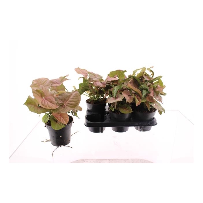 <h4>Syngonium Red Heart 14Ø 30cm</h4>