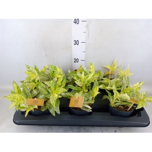 Pellionia repens