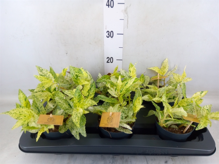 <h4>Pellionia repens</h4>