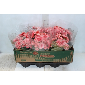 BEGONIA BORIAS P15