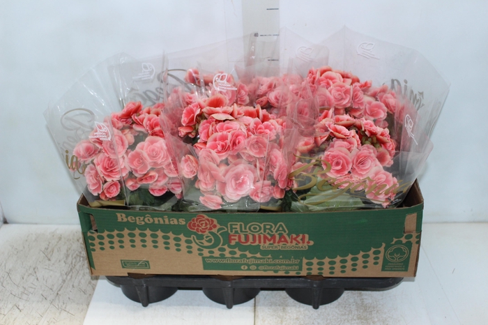 <h4>BEGONIA BORIAS P15</h4>
