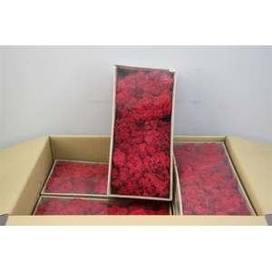 Mos Rendier Red Gepr 500gr